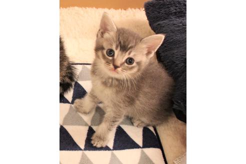 成約済の大阪府のスコティッシュフォールド-7178